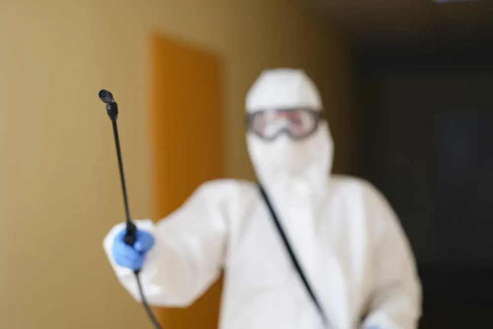 Dératisation et désinsectisation à Chelles